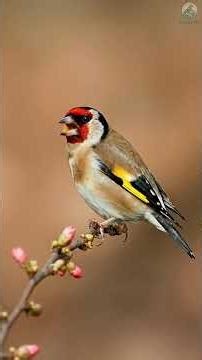 European Goldfinch (Carduelis carduelis) - Nature’s Masterpiece: Meet the Goldfinch