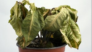 Truc genial. Ce sa pui in ghiveci daca florile s-au ofilit. Isi revin pe loc