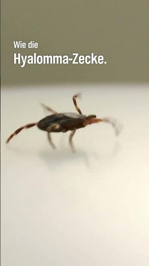 🚨🦟 "Invasive Arten im Norden: So breiten sich Zecken und Tigermücken aus #shorts #mücken #insekten