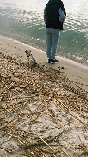 Відео користувача Valeria (@valeria_nemchenko) з композицією «оригінальний звук - Archie_am.pit»