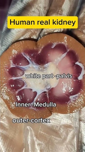 Anatomy of kidney #kidney #kidneyhealth #viral #mbbs #bscnursing
