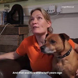 101K views · 1.1K reactions | This free-roaming dog rescue centre is absolutely amazing!  Dogs 4 Rescue | Ultimate | Facebook