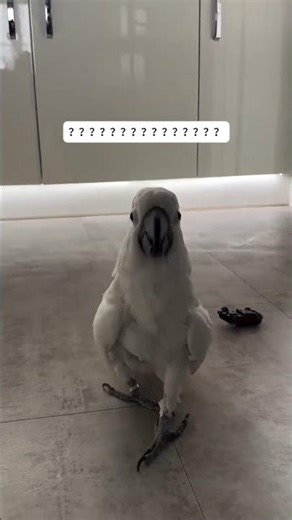 化个妆这只鹦鹉不认识我了！可爱鹦鹉 化妆大变样