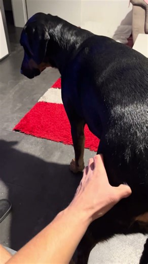 Scratch me 😄 #dog #doberman