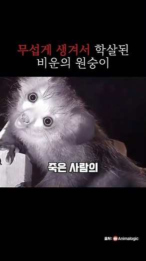 The Devil's Messenger - The Aye-Aye