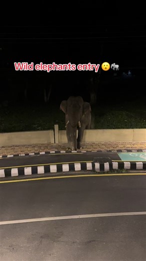 Wild Elephants in Sauraha, Chitwan: A Thrilling Sight