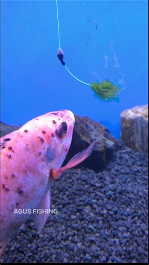 Ternyata Seperti Ini Cara Ikan Nila Makan Umpan Lumut #shorts #fishing #trending