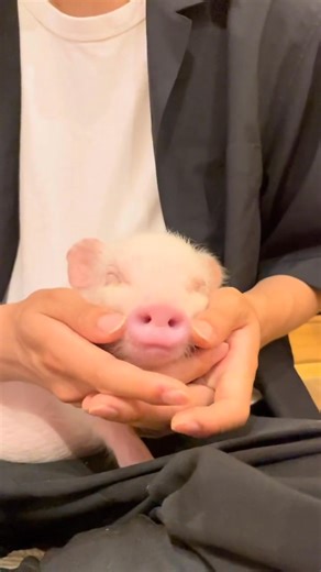 I love being petted 🐷💖 #animecafe #fb #cute #micropig #viral #reel #pignic #trend | PigNic