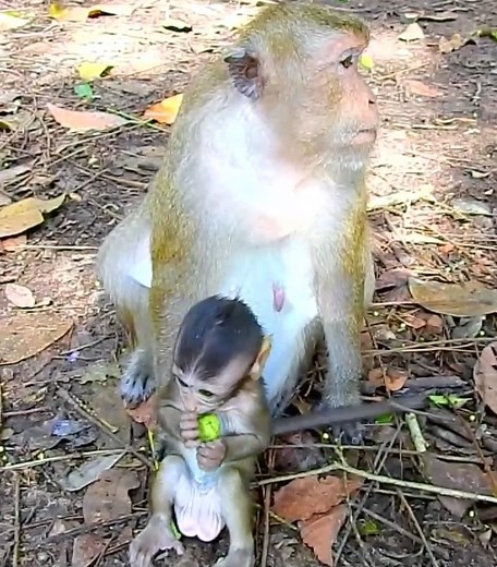 134K views · 485 reactions | Oh God help! Something strange #cutemonkey | Cute Monkey | Facebook