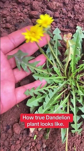 The Famous Natural Kidney cleansing Herb. #Dandelion #Kidney #Shorts