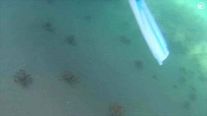 AMAZING SPIDER CRAB MIGRATION
