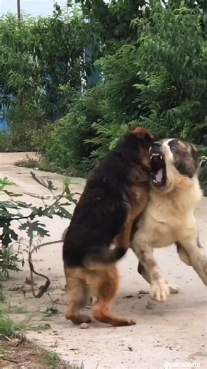 Observing High-Energy Interaction Between Two Loyal Breeds
