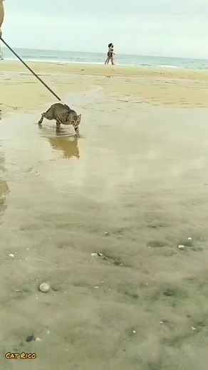 🌊🐾 My cat loves strolling along the ocean shore — not only is he not afraid of water, he actually loves it. Waves? Bring them on. Sand? His personal red carpet. This feline was born to rule the coast. #OceanCat #CatOnTheBeach #MyCatLovesWater #BeachVibes #CoastalWalks #FearlessFeline #SeasideAdventure #CatLife | Cats