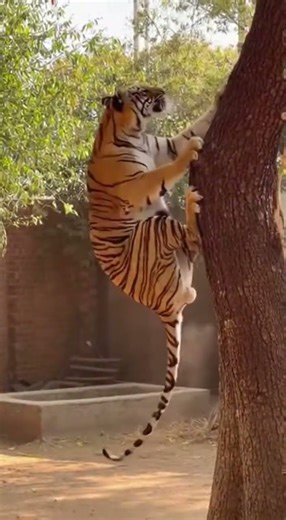 Can You Still Climb a Tree? Try This Hilarious Challenge #funny #challenge #viral
