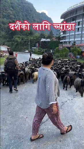 Chyangra | दशैंको लागि मुस्तांगको च्याङग्रा | Dashain ko lagi Chayangra #chyangra