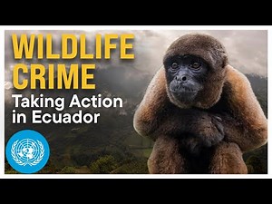 Wildlife Crime in Ecuador: The Hidden Crisis | UNODC Fights Back! 🛑🌿 | United Nations