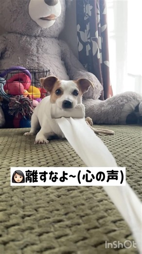 愛犬とコント🤣ジャックラッセルテリアのひまわり＆つばき【ひまチャンネル】#shorts#jackrussellterrier #犬のいる生活