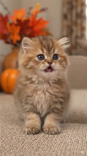 Differnce between Male 🐈😺 cat and female cat #viralvideos #catvideos #trendingvideo #eyecatchy