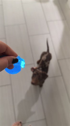 Engaging Toy Ideas for Your Bored Dog