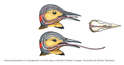 Watch a wacky and wonderful woodpecker tongue in action!