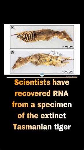 @instyclopedia._ on Instagram: "The thylacine (binomial name Thylacinus cynocephalus), also commonly known as the Tasmanian tiger or Tasmanian wolf, is an extinct species of carnivorous marsupial that was native to the Australian mainland and the islands of Tasmania and New Guinea. The thylacine died out in New Guinea and mainland Australia around 3,600–3,200 years ago, possibly because of the introduction of the dingo, whose earliest record dates to around the same time, but which never reached