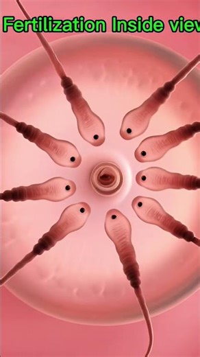 Inside Fertilization – The Moment Life Begins 🤍 | 3D Animated Journey #pregnancy