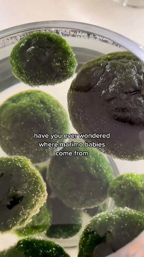 Marimo: The Unique Aquatic Life #sacredelements