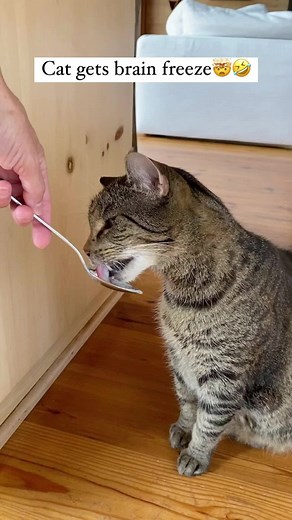 The end 😂😂 episode 641 #funny #pet #animals #funnyanimals #fyp #foryou #cat #funnycat #funnyvideos #🤣🤣🤣 #catlover #catsoftiktok