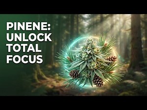 Pinene Explained: The Cannabis Terpene for Focus, Memory & Breathing