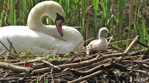 Swan, Duckling, Lake. Free Stock Video