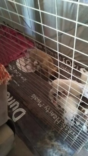 lightning Ridge Animal Welfare. calling for HELP