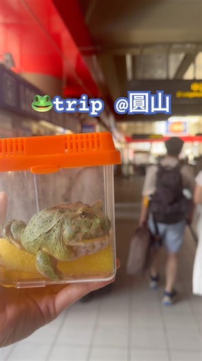 #trip#frog#animal#hornedfrog#pacmanfrog#frogpet#petfrog#froglover#カエル#青蛙#角蛙#台大#froglovers#pet#🐸#旅行