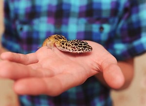 4 Diseases Your Pet Reptile Can Give You