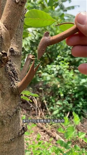 Amazing Tree Grafting Technique | Grow Multiple Fruits on One Tree