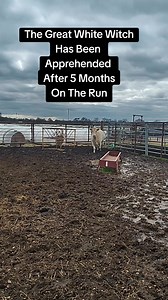 1350 lbs of fence jumping, 4-wheeler charging, no calf raising hamburger meat. | Kent Witcher