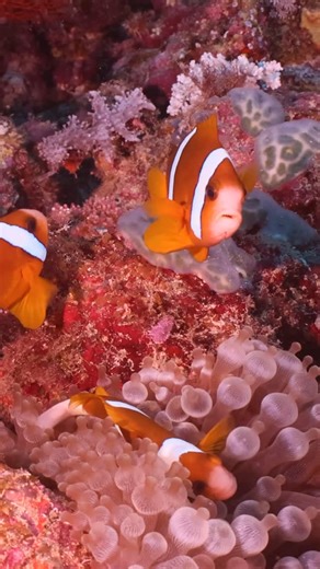 Master Reef Guides on Instagram: "Cute Anemonefish for you to enjoy. Anemonefish (Clownfish) are a favourite for a reason. Around 11 different species live on the Great Barrier Reef, each tucked safely among their anemone homes. 🎥 Master Reef Guide @pablocogollos_photography with @mikeballdive #greatbarrierreef #clownfish #anemonefish #oceanlife #wildlife"