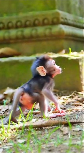 Baby Monkey's First Big Adventure!