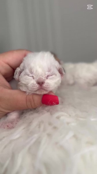 #CapCut #devonrex #canada #devonrexkitten