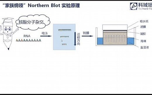北方RNA膜法——Northern Blot