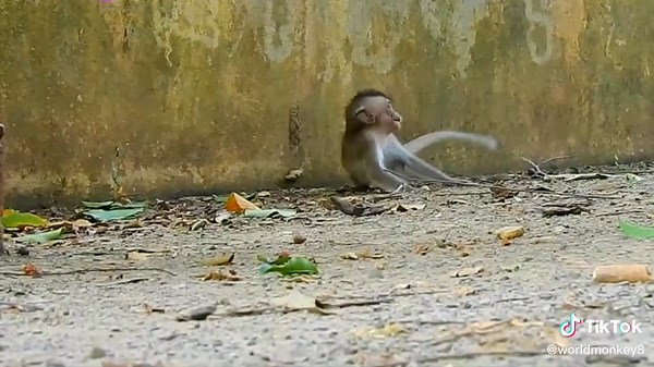 Blind little monkey running in to wall.