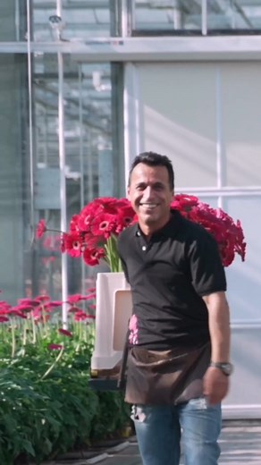 18K views · 320 reactions | The way of a Gerbera from a small pollen to the gorgeous flower in your bouquet in 20 sec. 殺 #gerberastory #gerberadaisy #gerberalover #gerberadaisies #gerberaarrangement #gerbera #gerberalove #flowerstory | Florein Gerbera’s | Facebook