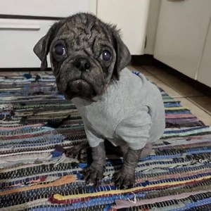 17K views · 1.2K reactions | DEX UPDATE! Thank you all for your...