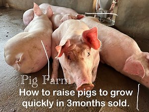 Pig: How to raise pigs to grow quickly in 3 months, sold.