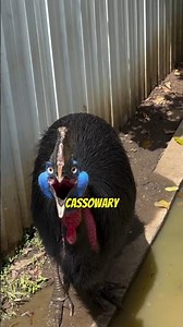 The Most Dangerous Bird on Earth