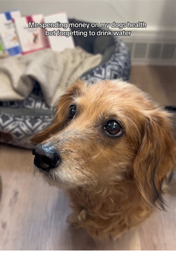 The owners that get it, get it 🐶 #vetvits #petsupplement #pethealth #healthydog #petsoftiktok