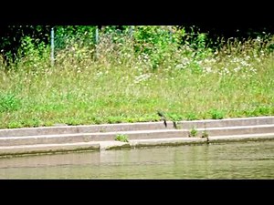 Chimney swifts in flight in slow motion