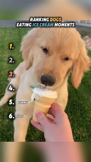 Ranking DOGS EATING ICE CREAM moments! #dogs #entertaininganimals #funny #dogshorts