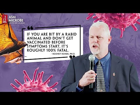 Bat Rabies: What To Know Before and After Being Bitten!