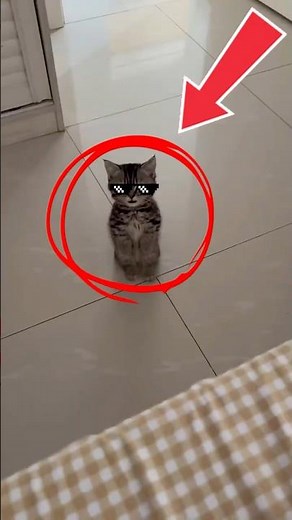 Top 3 Weirdest Cats Caught on Camera 😂 (You Won’t Believe #3)