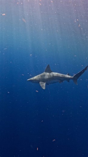 Sandbar shark cruises by a few miles offshore 🦈 #shark #ocean #sunrays #blue #sea #offshore #florida | Tanya